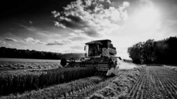 Trebbiatrice mentre viene trebbiato il grano, una macchia costosa che potrebbe essere mantenuta grazie agli incentivi del Decreto Italia per l'agricoltura