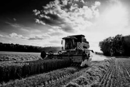 Trebbiatrice mentre viene trebbiato il grano, una macchia costosa che potrebbe essere mantenuta grazie agli incentivi del Decreto Italia per l'agricoltura