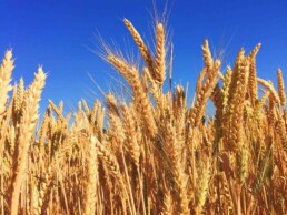 Spighe di grano mature con sullo sfondo il cielo blu