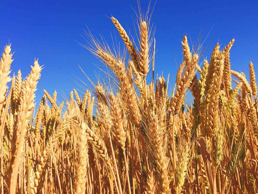 Spighe di grano mature con sullo sfondo il cielo blu
