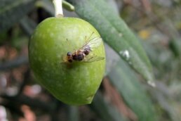 Immagine di una mosca olearia posata su un oliva verde