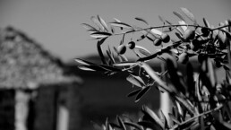 Immagine di un olivo in bianco e nero