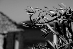 Immagine di un olivo in bianco e nero