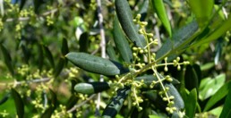 Pianta di ulivo in prefioritura post trattamento Farina di Basalto per l'olivo