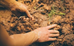 Hand on soil