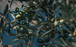 Pianta di ulivo trattata con Farina di Basalto per olivo
