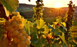 Vigneto con grappolo di uva bianca matura, frutto della vite in viticoltura
