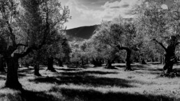 Campo di ulivi in bianco e nero, foto che rappresenta Farina di Basalto a Evoo Trends 2020