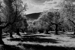 Campo di ulivi in bianco e nero, foto che rappresenta Farina di Basalto a Evoo Trends 2020