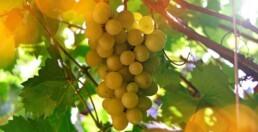 Grappolo di uva bianca in controluce, la coltivazione della vite e l'agricoltura sono state considerate nel Decreto Cura Italia
