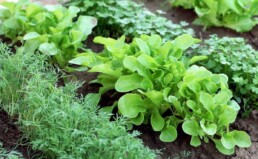 orticoltura: cosa coltivare a gennaio nell'orto, insalata e erbe aromatiche