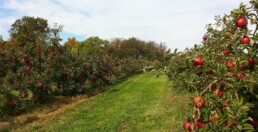 Frutteto con alberi di mele rosse con inerbimento tra i filari