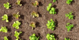 giovani piantine di insalata coltivate in ambiente protetto a febbraio