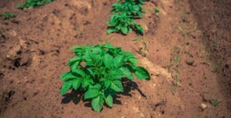 Cosa coltivare a marzo: piantina di patate appena uscita dal suolo e piantata a marzo