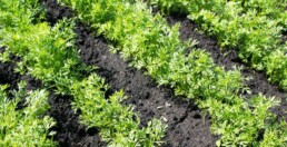 Cosa coltivare ad aprile: piantine di spinaci