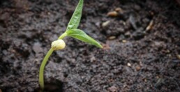 Cosa coltivare a marzo: germoglio di pianta di fagioli seminata a marzo