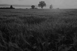 Campo di grano maturo al tramonto i cui semi sono stati conciati con Farina di Basalto