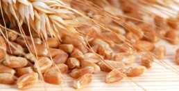Semi di grano conciati sparsi sul tavolo con sopra una spiga di grano