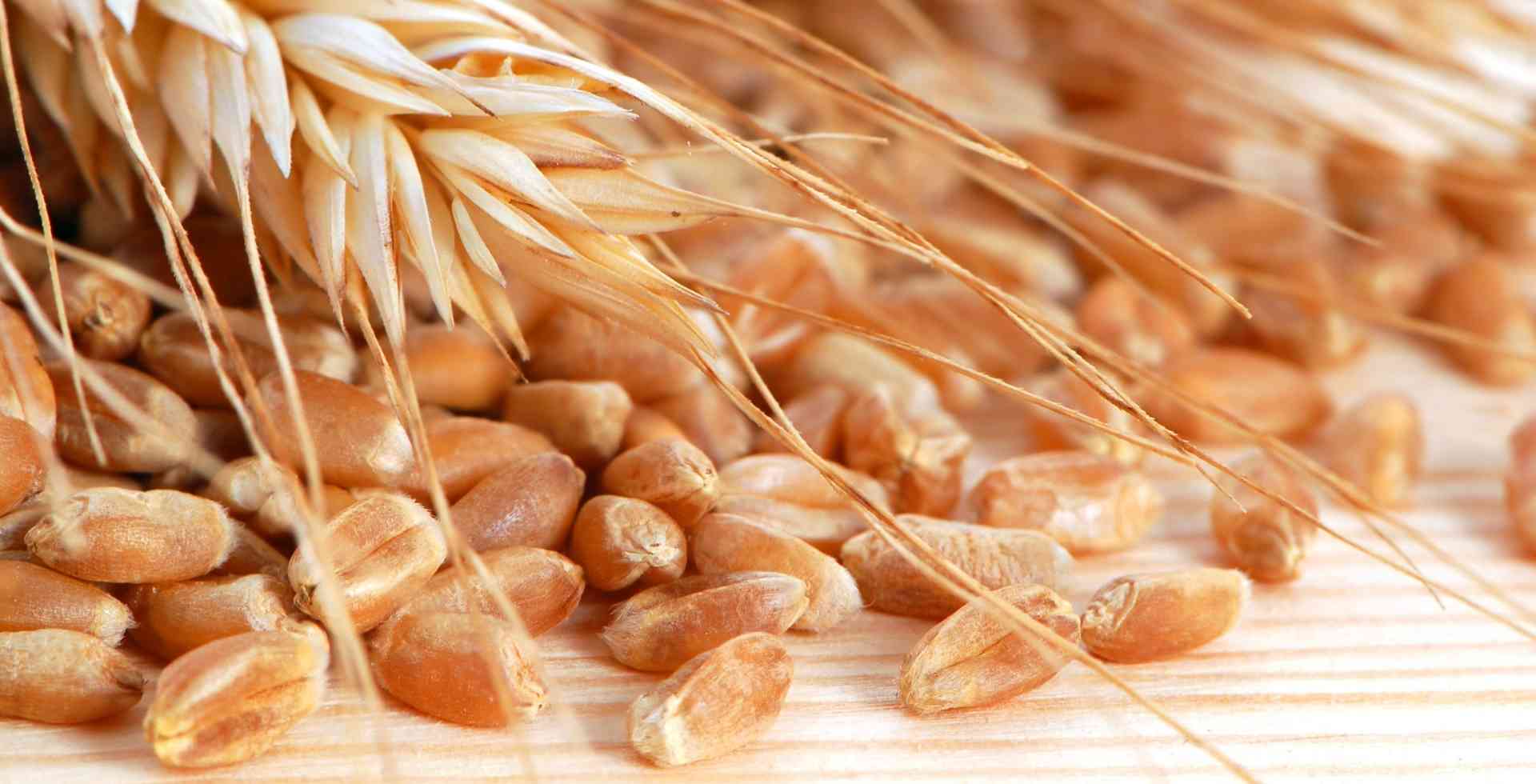 Semi di grano conciati sparsi sul tavolo con sopra una spiga di grano