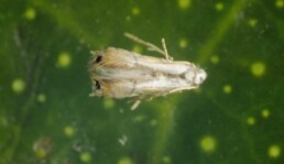 Phyllocnistis citrella adult