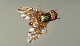 Mediterranean Fruit Fly Female