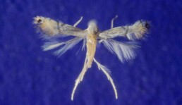 Phyllocnistis citrella adult