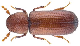 Rhyzopertha dominica (Lesser Grain Borer)
