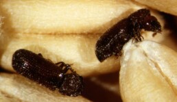 Rhyzopertha dominica (Lesser grain borer2)