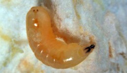 Ceratitis capitata larva