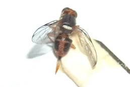 Bactrocera Oleae - Adulto (femmina)