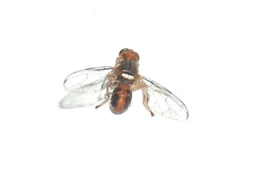Bactrocera Oleae - Adulto (maschio)