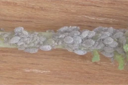 Afide ceroso delle crucifere (Brevicoryne brassicae)