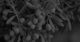 Trattamenti fogliari olivo