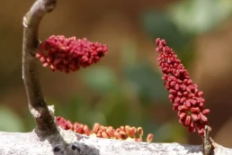 ceratonia siliqua fiori
