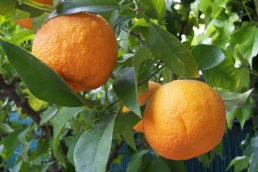 citrus aurantium