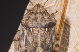 eurygaster maura