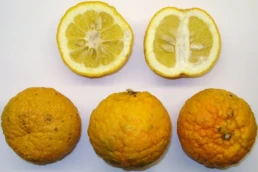 frutti citrus × aurantium