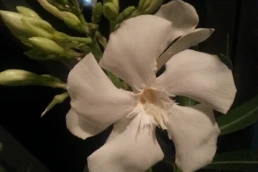 oleandro fiore bianco