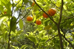 rami frutti arancio amaro