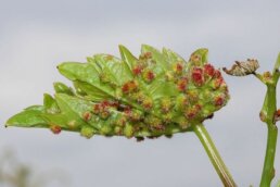 Le galle di fillossera rossastre sulle lamelle inferiori delle foglie di vite. Daktulosphaira vitifoliae.JPG