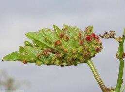 Le galle di fillossera rossastre sulle lamelle inferiori delle foglie di vite. Daktulosphaira vitifoliae.JPG