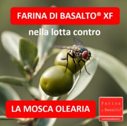 La Farina di Basalto® nella lotta contro la mosca olearia
