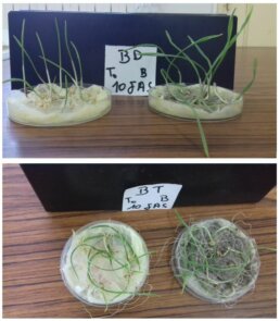 Germinazione grano con annum 200 Farina di Basalto