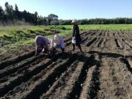 Semina manuale delle patate trattate con ANNUM 200 Farina di Basalto